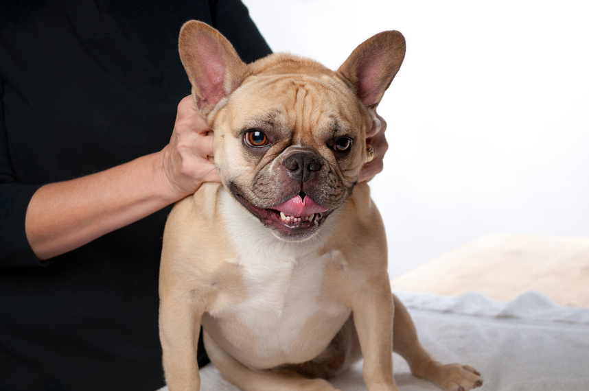 Dog Massage Therapy