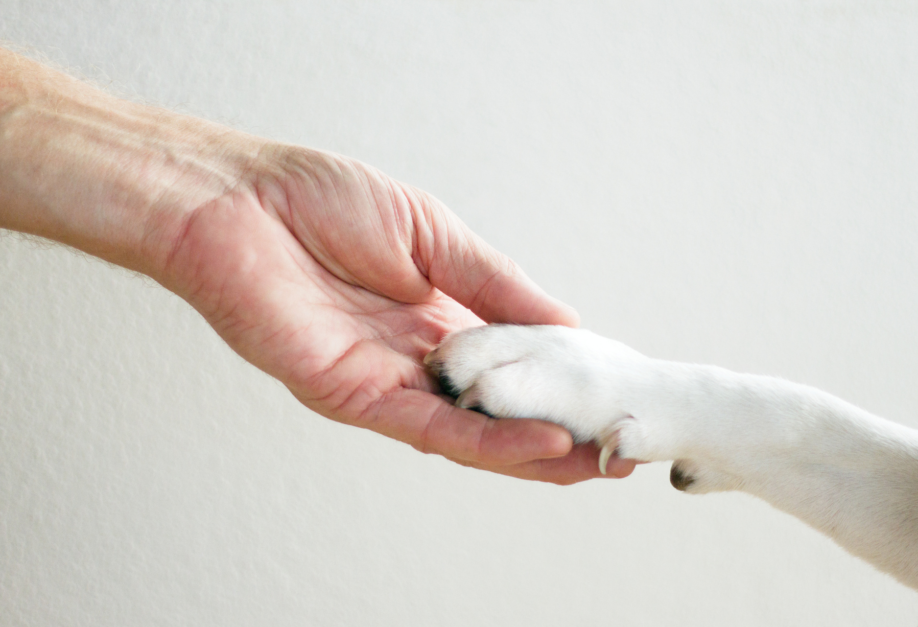 Man and Dog Holding Hands