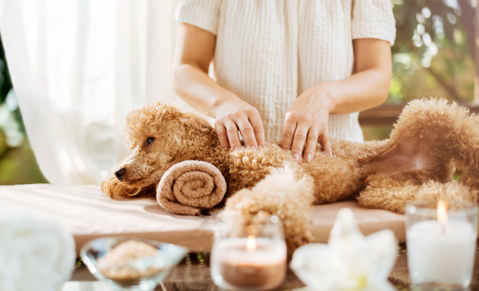 Woman giving body massage to a dog. Spa still life with aromatic candles, flowers and towel.